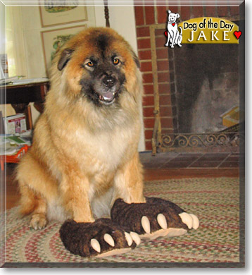 Jake, the Dog of the Day