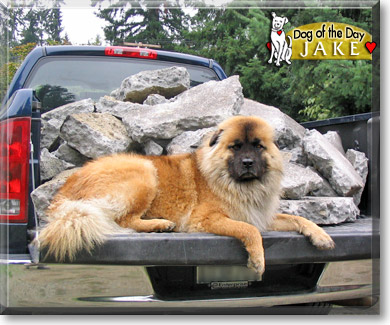 Jake, the Dog of the Day