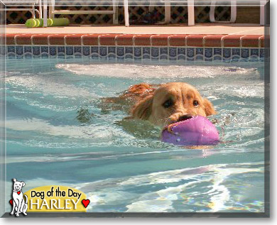 Harley, the Dog of the Day