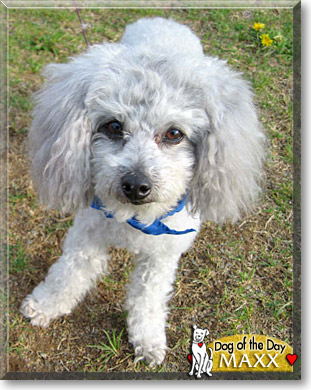 Maxx, the Dog of the Day