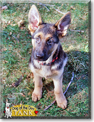 german shepherd graphic images with a military tank