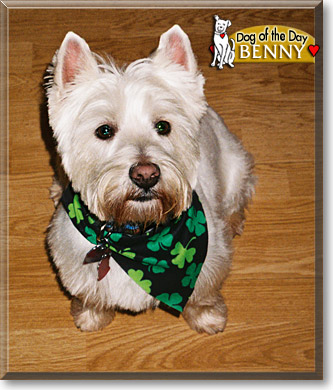 Benny, the Dog of the Day