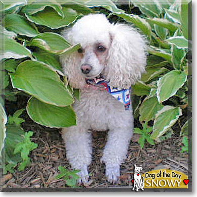 Snowy, the Dog of the Day