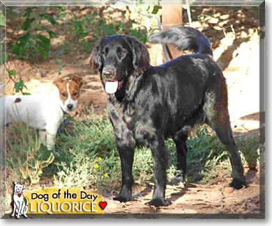 Liquorice, the Dog of the Day