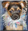 Puccina