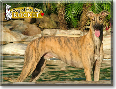 Rocket, the Dog of the Day