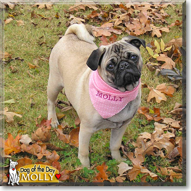Molly, the Dog of the Day