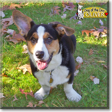 Oliver, the Dog of the Day