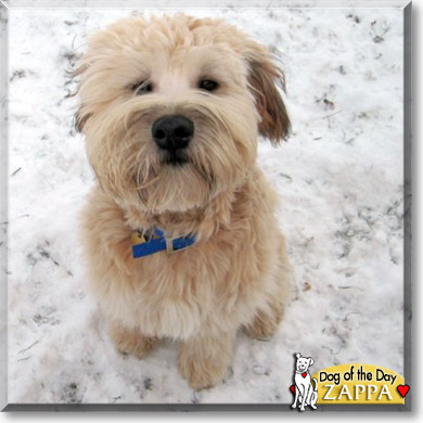 Zappa, the Dog of the Day