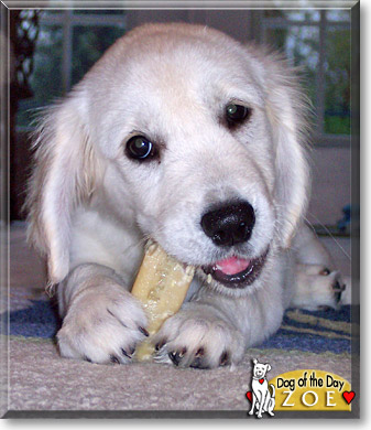 Zoe, the Dog of the Day