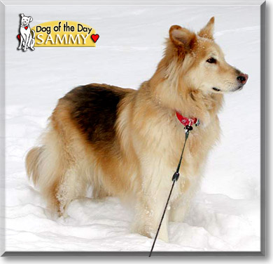 Sammy, the Dog of the Day