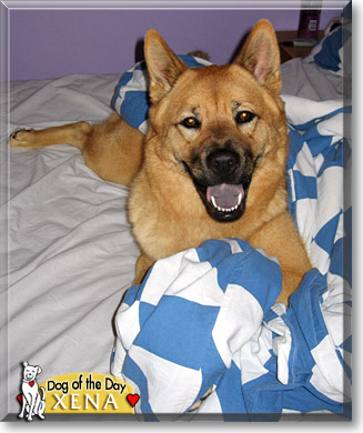 Xena, the Dog of the Day