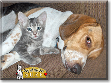 Suze, the Dog of the Day
