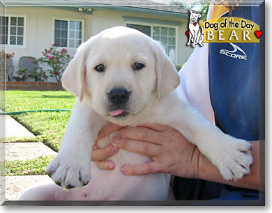 Bear, the Dog of the Day