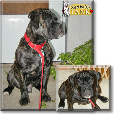 Tank, the Dog of the Day