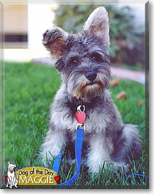 Maggie, the Dog of the Day