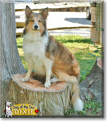 Dixie, the Dog of the Day