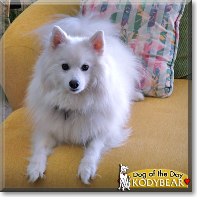 Kodybear, the Dog of the Day