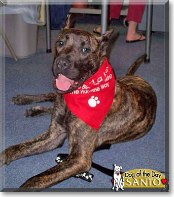 Santo, the Dog of the Day