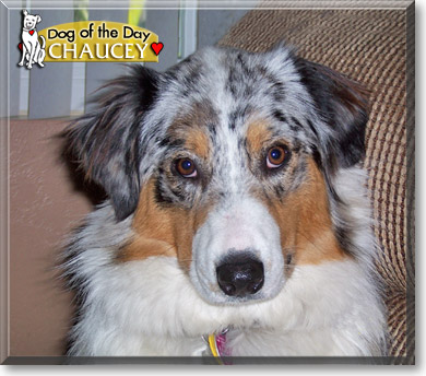 Chaucey, the Dog of the Day