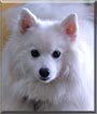Kodybear