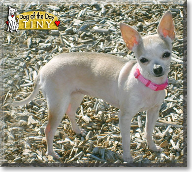 Tiny, the Dog of the Day