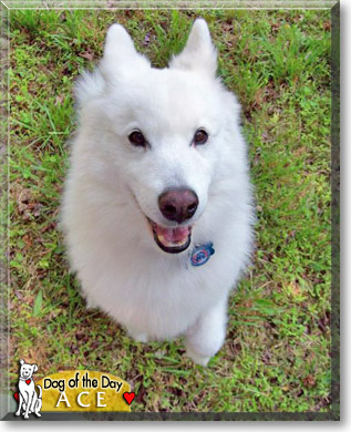Ace, the Dog of the Day Ace, the Dog of the Day