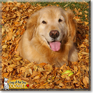 Comet, the Dog of the Day Comet, the Dog of the Day