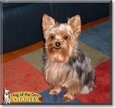 Charley, the Dog of the Day