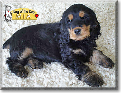 Mia, the Dog of the Day Mia, the Dog of the Day