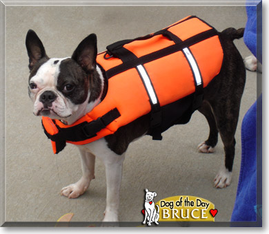 Bruce, the Dog of the Day