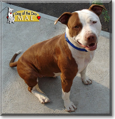 Mae, the Dog of the Day Mae, the Dog of the Day