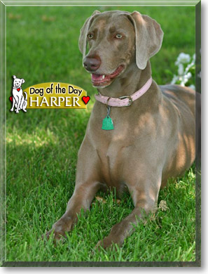 Harper, the Dog of the Day