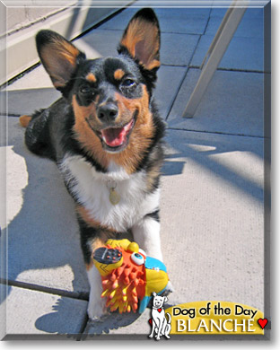 Blanche, the Dog of the Day Blanche, the Dog of the Day