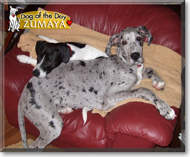 Zumaya, the Dog of the Day Zumaya, the Dog of the Day