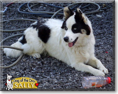 Sally, the Dog of the Day