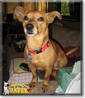 Pappy, the Dog of the Day