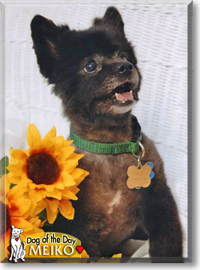Meiko, the Dog of the Day Meiko, the Dog of the Day