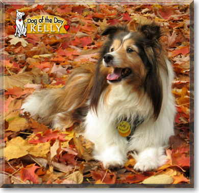 Kelly, the Dog of the Day