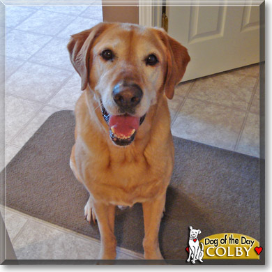 Colby, the Dog of the Day