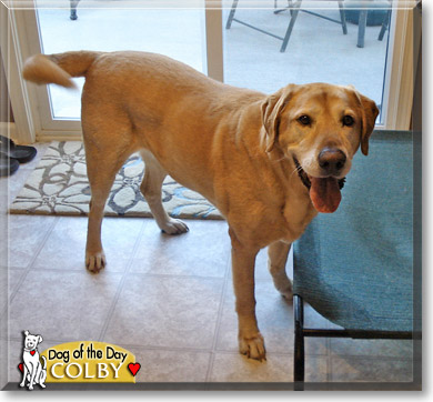 Colby, the Dog of the Day