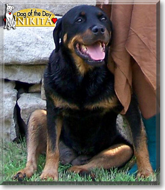Nikita, the Dog of the Day Nikita, the Dog of the Day