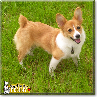 Penny, the Dog of the Day