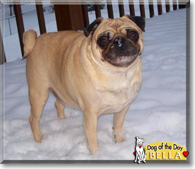 Bella, the Dog of the Day Bella, the Dog of the Day