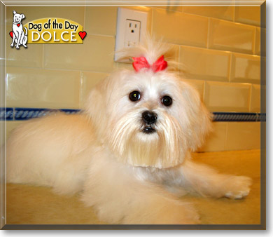 Dolce, the Dog of the Day