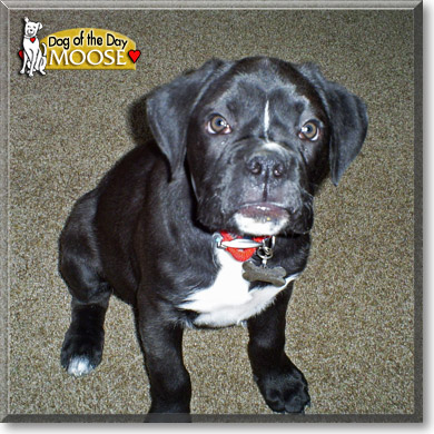 Moose, the Dog of the Day