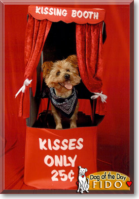 Fido, the Dog of the Day