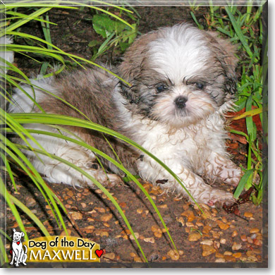 Maxwell, the Dog of the Day