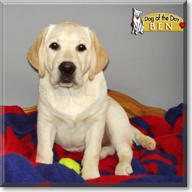 Ben, the Dog of the Day