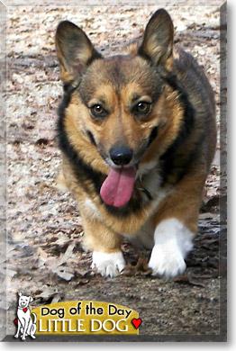 Little Dog, the Dog of the Day Little Dog, the Dog of the Day